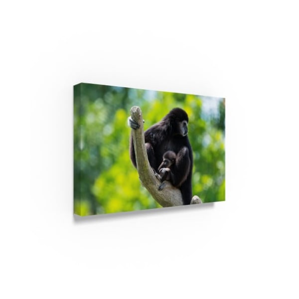 Robert Michaud 'Black Gibbon' Canvas Art,12x19